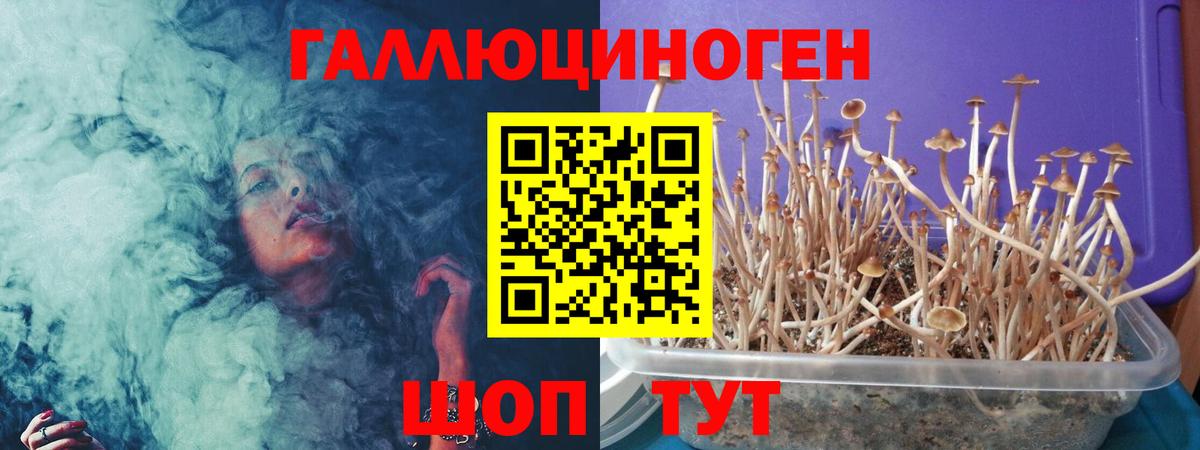 Галлюциногенные грибы Psilocybe  Вход с VPN  Георгиевск  Галлюциногенные грибы мухоморы 